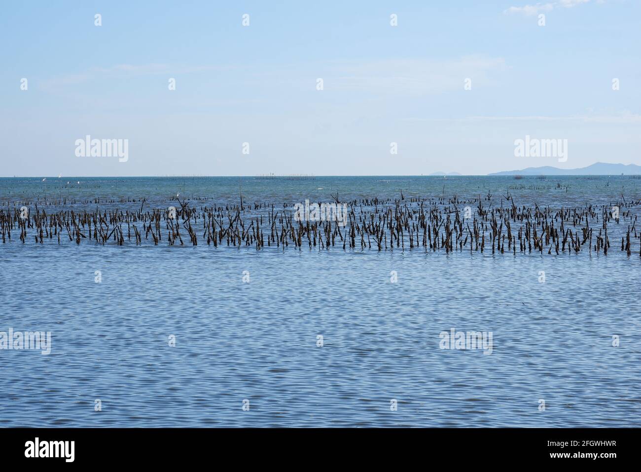 The low tide revealed rows of mussels growing on cloaks attached to a pole in the sea. Stock Photo
