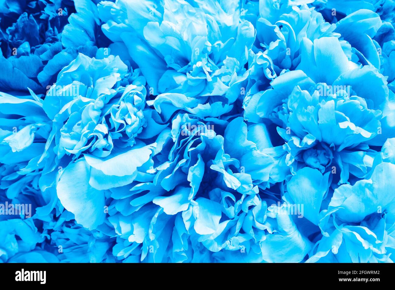 Peony Blue Color Code peony flowers in full bloom vibrant blue color as background and live ...