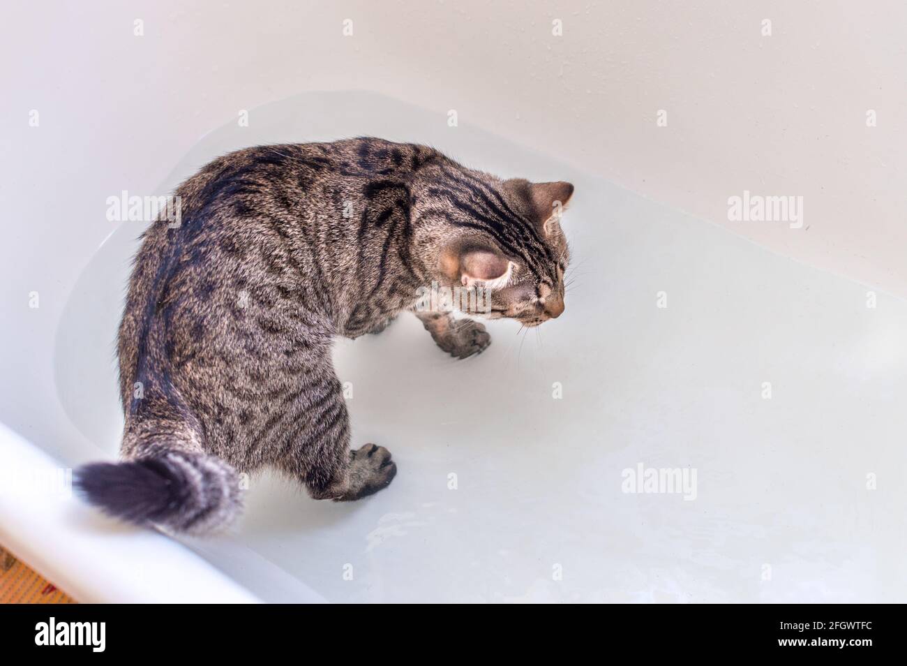 Cat in the bathroom. Concept cat wash Stock Photo Alamy