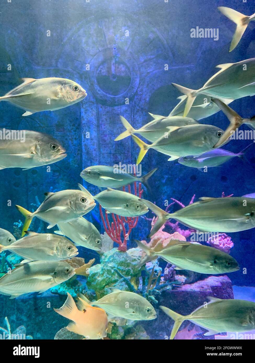 Silvery bright fish in a colorful background Stock Photo