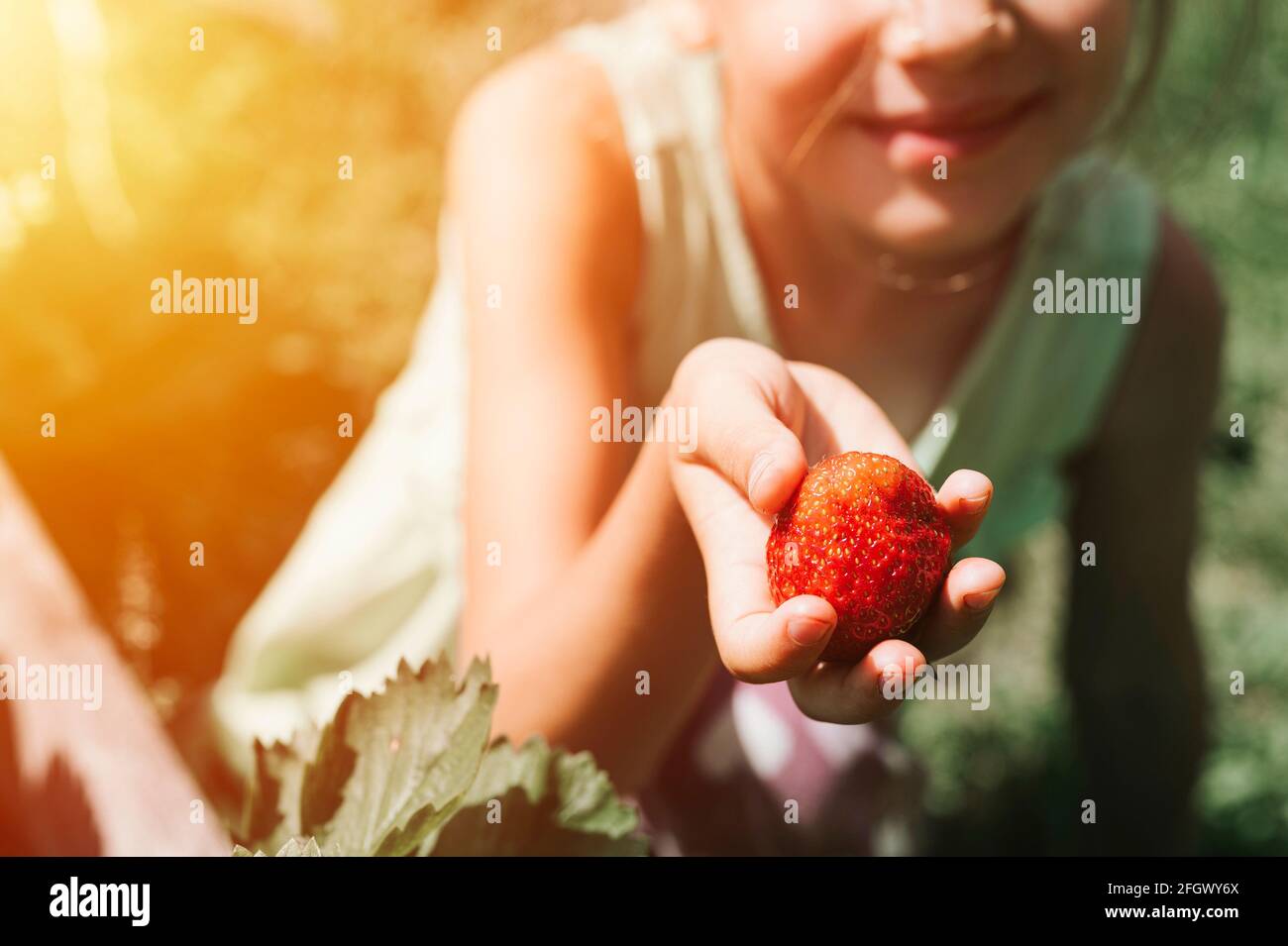 ripe strawberry in a child's girl hand on organic strawberry farm ...