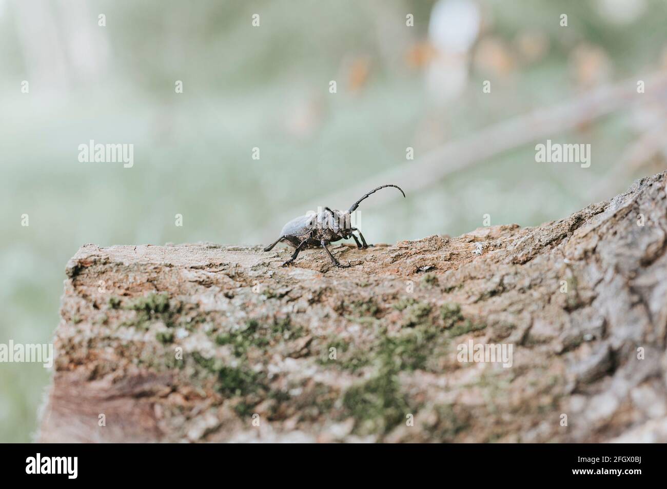 Lamia textor - Weaver beetle insect on a tree bark Stock Photo