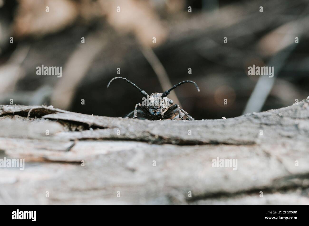 Lamia textor - Weaver beetle insect on a tree bark Stock Photo