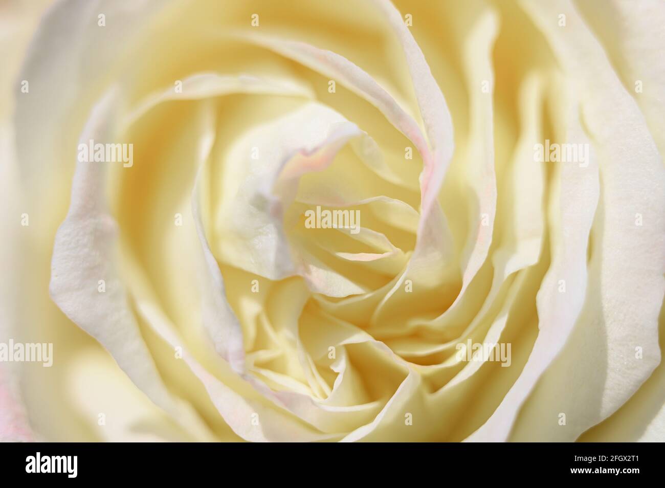 white yellow rose flower in full bloom zoomed in. petals of rose close up Stock Photo