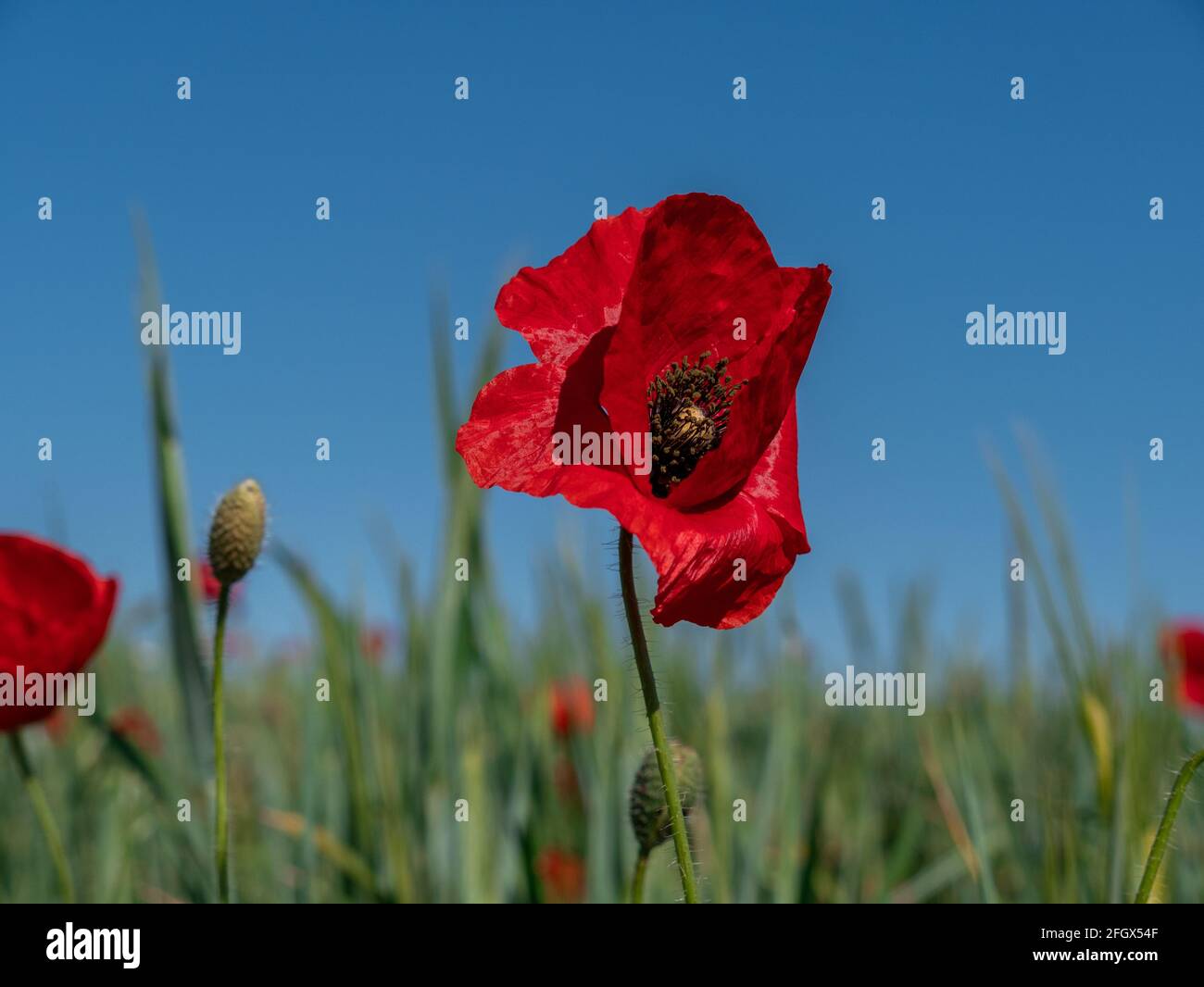 Red poppy under blue sky Stock Photo