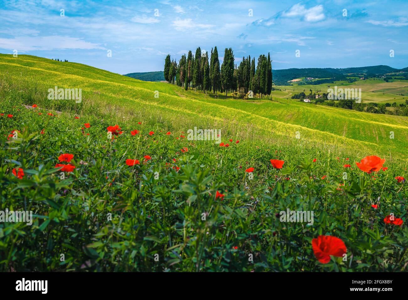 Stunning summer flowery fields with yellow canola flowers and red poppies. Cypress trees and agricultural fields in Tuscany, Italy, Europe Stock Photo