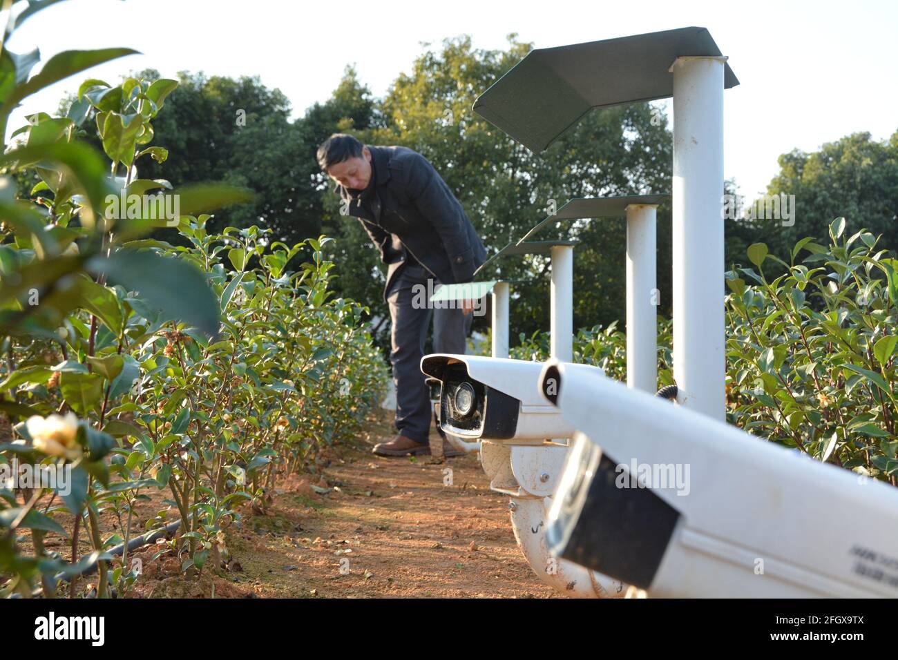 Fuzhou. 31st Dec, 2020. Photo taken on Dec. 31, 2020 shows cameras monitoring the plant diseases and pests at a 5G-assisted smart tea farm in Fu'an City, southeast China's Fujian Province. Credit: Lin Chao/Xinhua/Alamy Live News Stock Photo