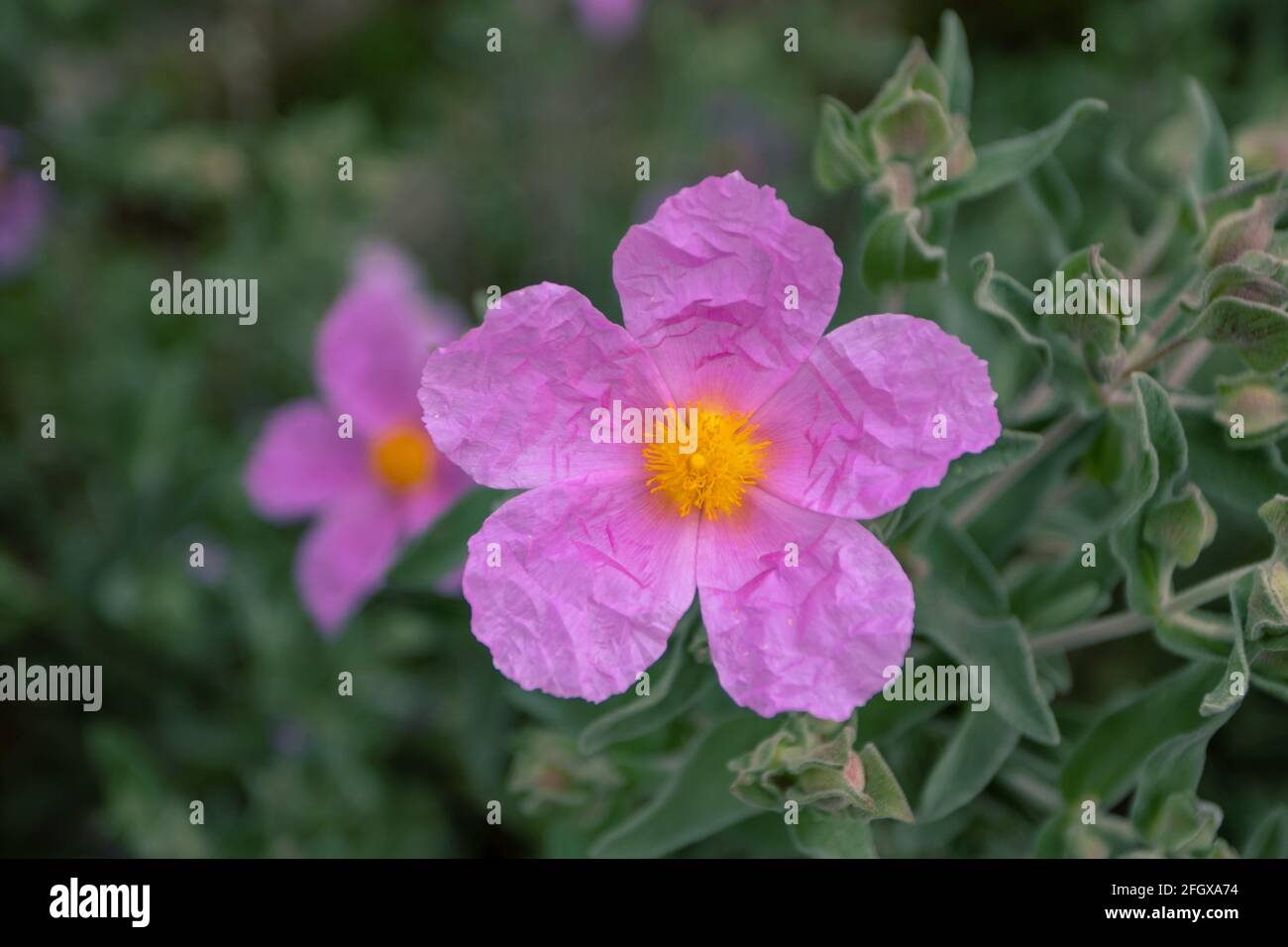 Cistus albidus pink flowers with bright yellow stamens and papery crumpled petals. Grey-leaved flowering shrub. Stock Photo