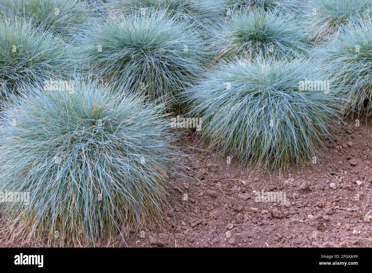 Blue fescue clump-forming plant. Festuca glauca groundcover ornamental grass in the garden. Stock Photo