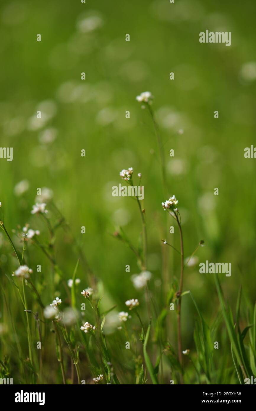 Natural background with small white flowers in green grass. Stock Photo