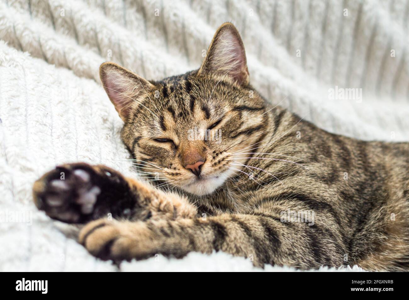 Portrait of a sleeping cat on the bed close-up Stock Photo - Alamy