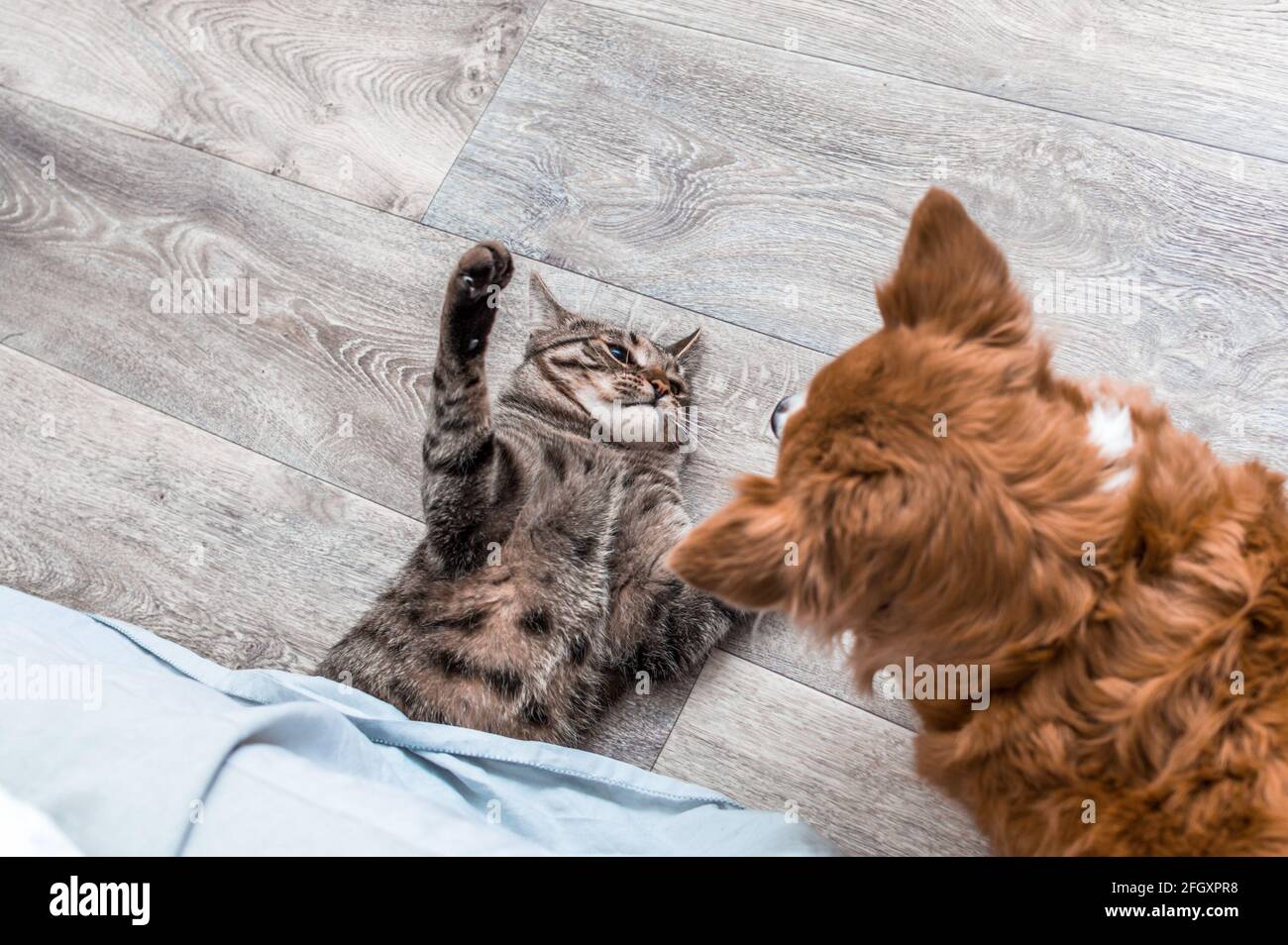 Dog and cat fighting hires stock photography and images Alamy