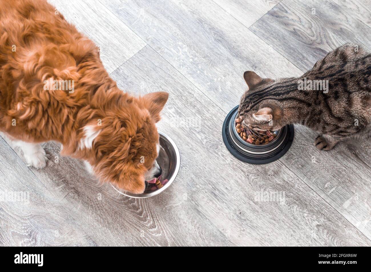 dog and a cat are eating together from a bowl of food. Animal feeding concept Stock Photo