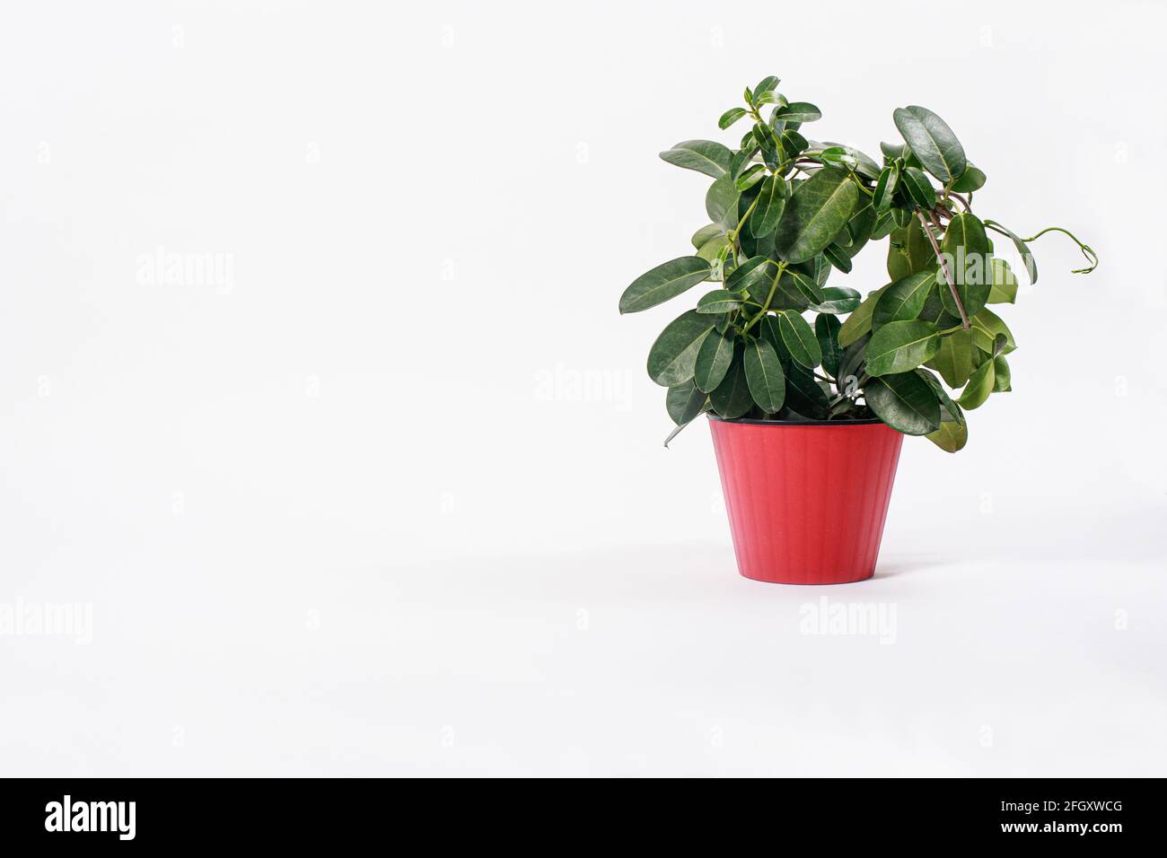 Houseplant jasmine stephanotis does not bloom in a red flower pot on a