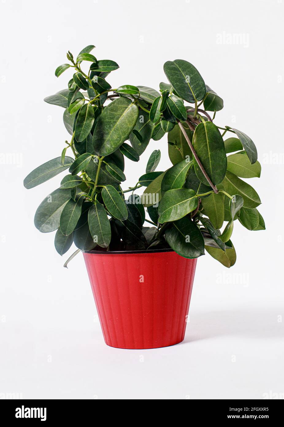 Red jasmine flower hires stock photography and images Alamy