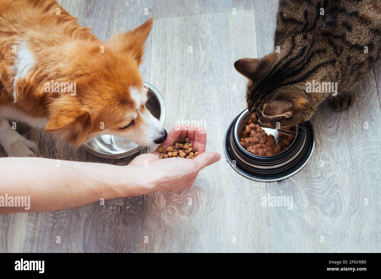 owner pours dry food to the cat and dog in the kitchen. Master's hand. Close-up. Concept dry food for animals Stock Photo