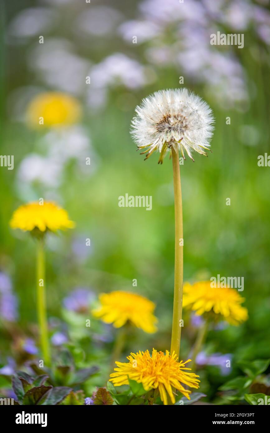 Dandelion flower head in seed in grass meadow surrounded by younger yellow flowering dandelions and other wildflowers in soft focussed background Stock Photo