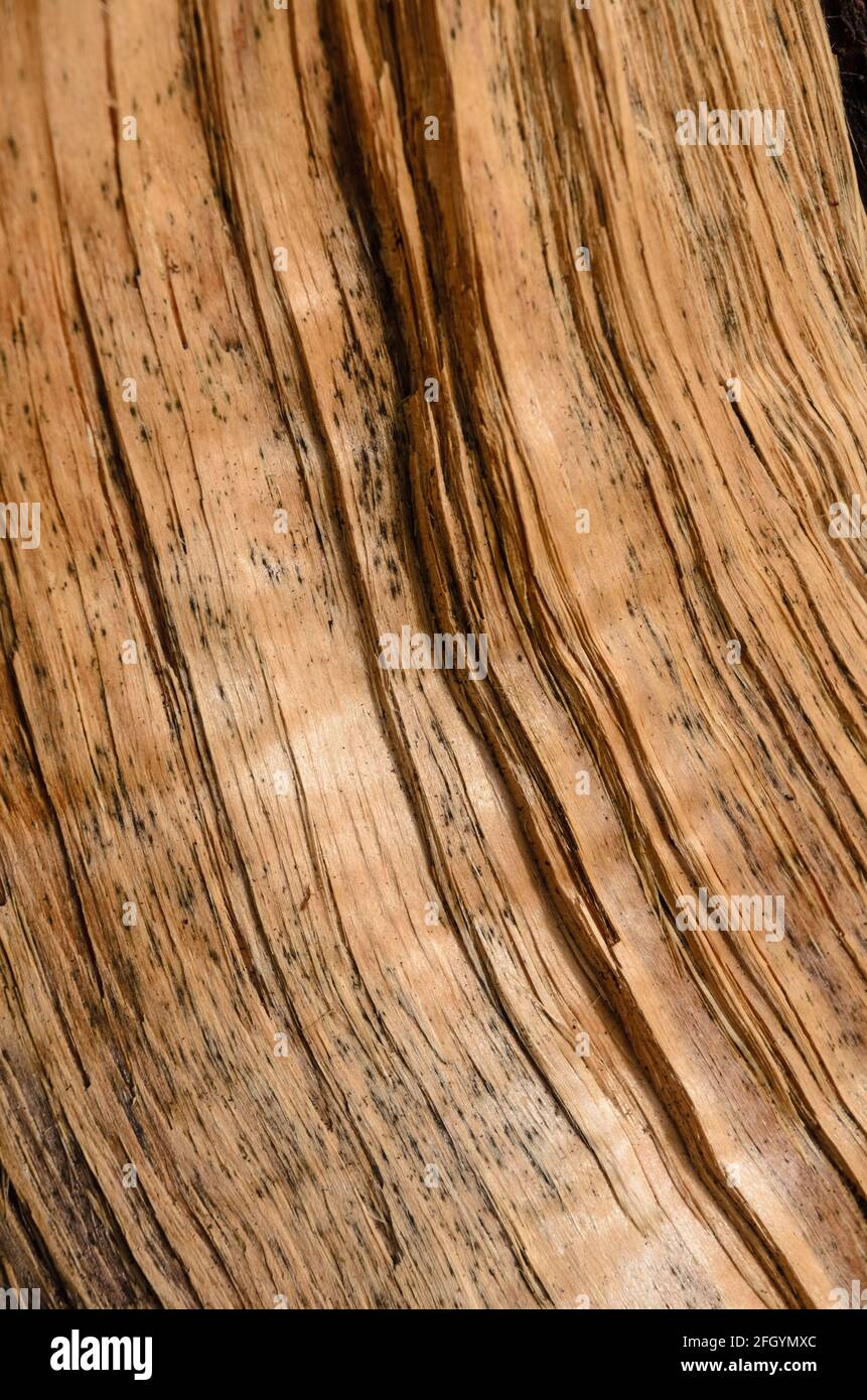 Wooden natural background with details of a fresh cut tree surface and fine curvy lines, close-up view Stock Photo