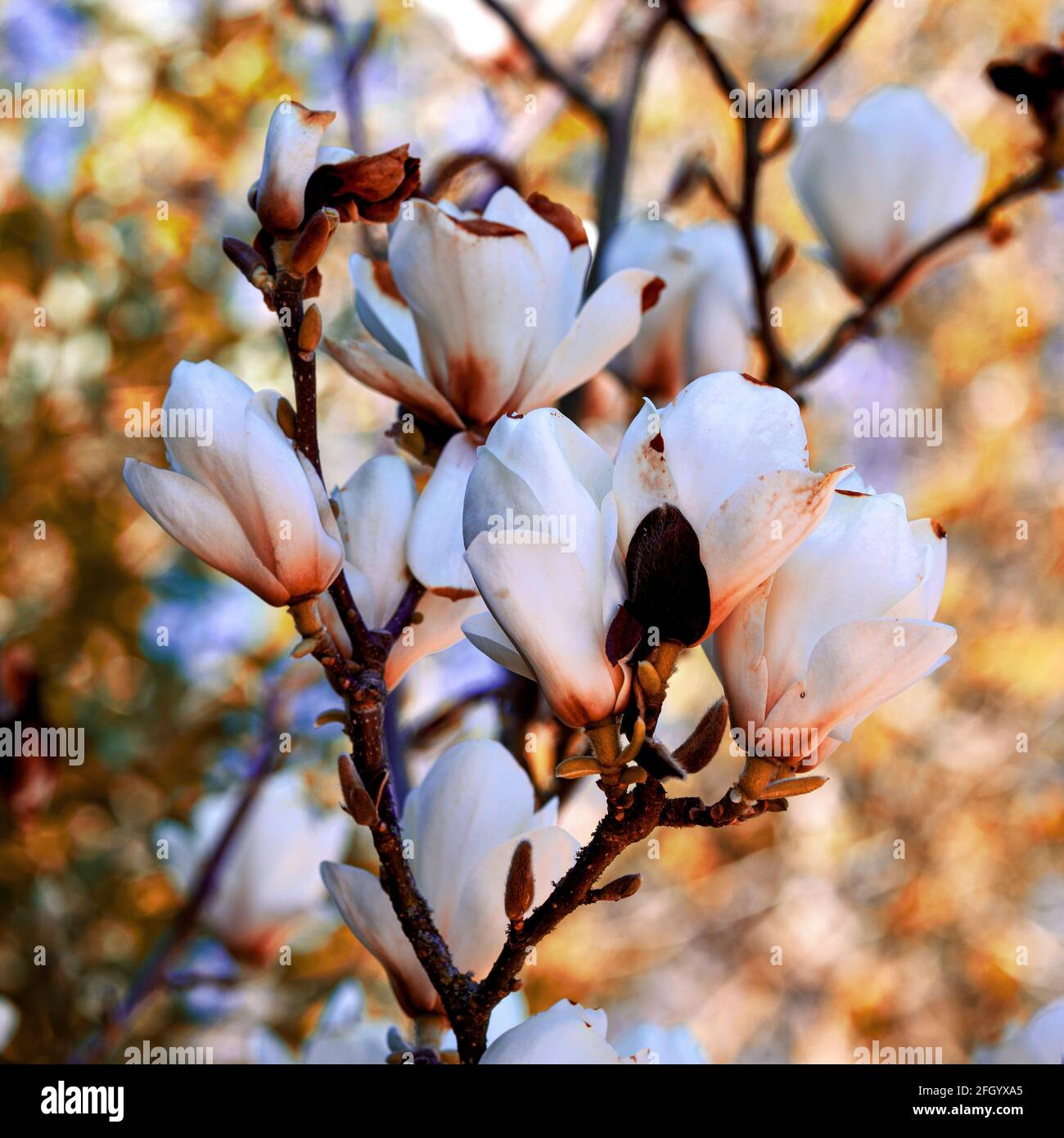 Beautiful Magnolia Flowers Stock Photo