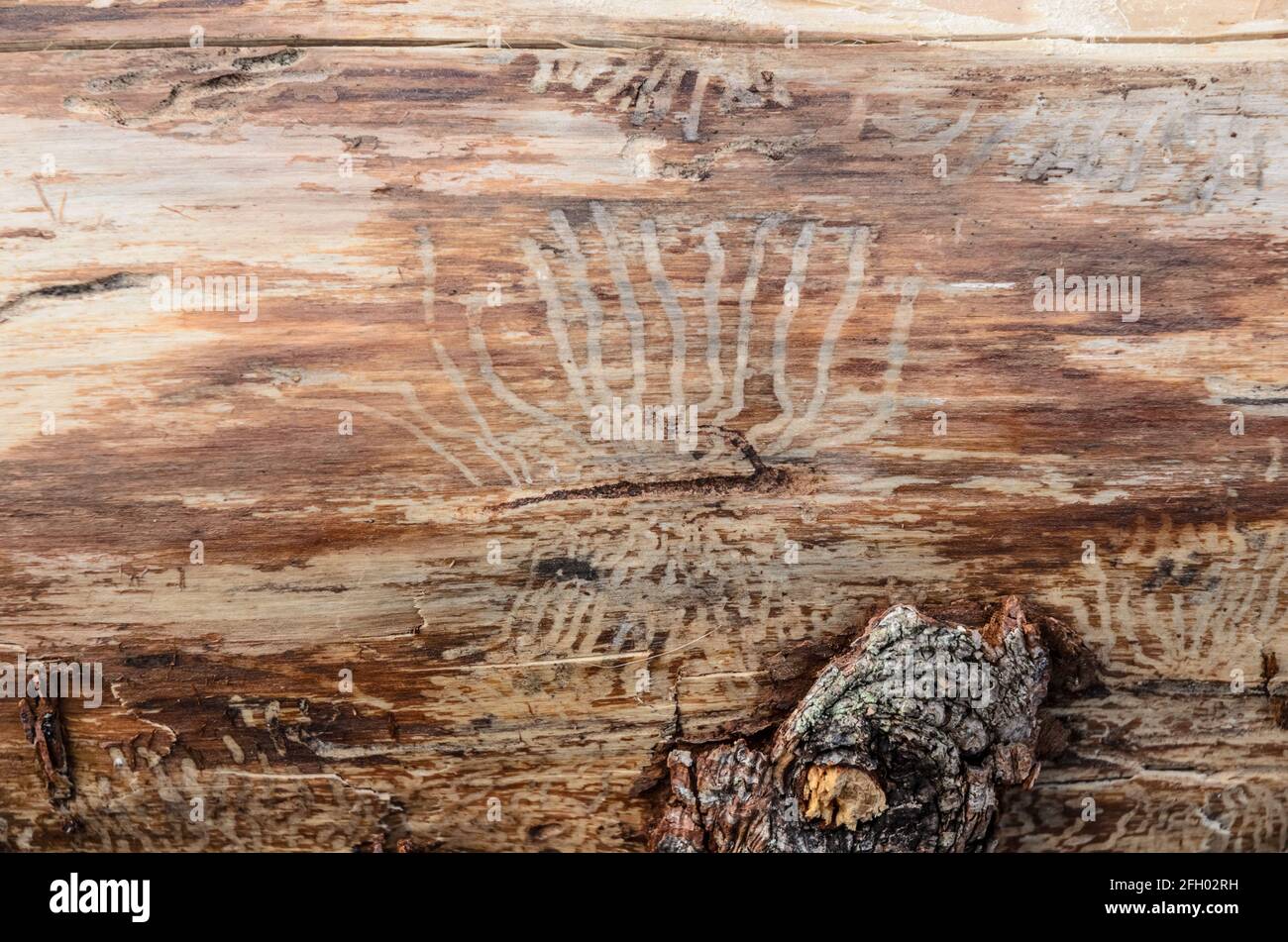 Wooden natural background of a felled tree trunk and feeding galleries, pest infested by bark beetle (Scolytinae), close-up view Stock Photo