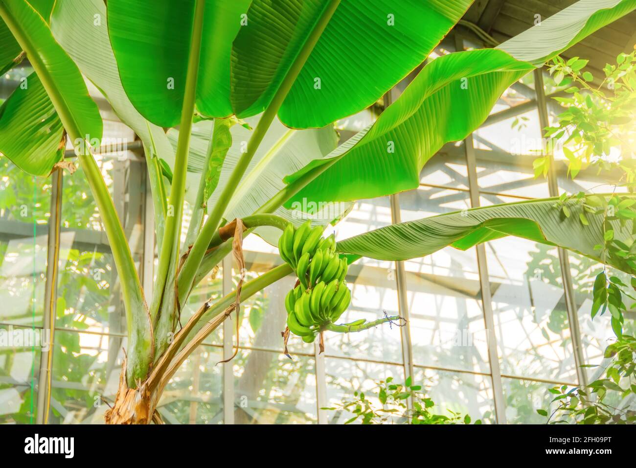 Musa Young banana fruit growing in the tropics. Bananas on the tree. Musaceae family Stock Photo