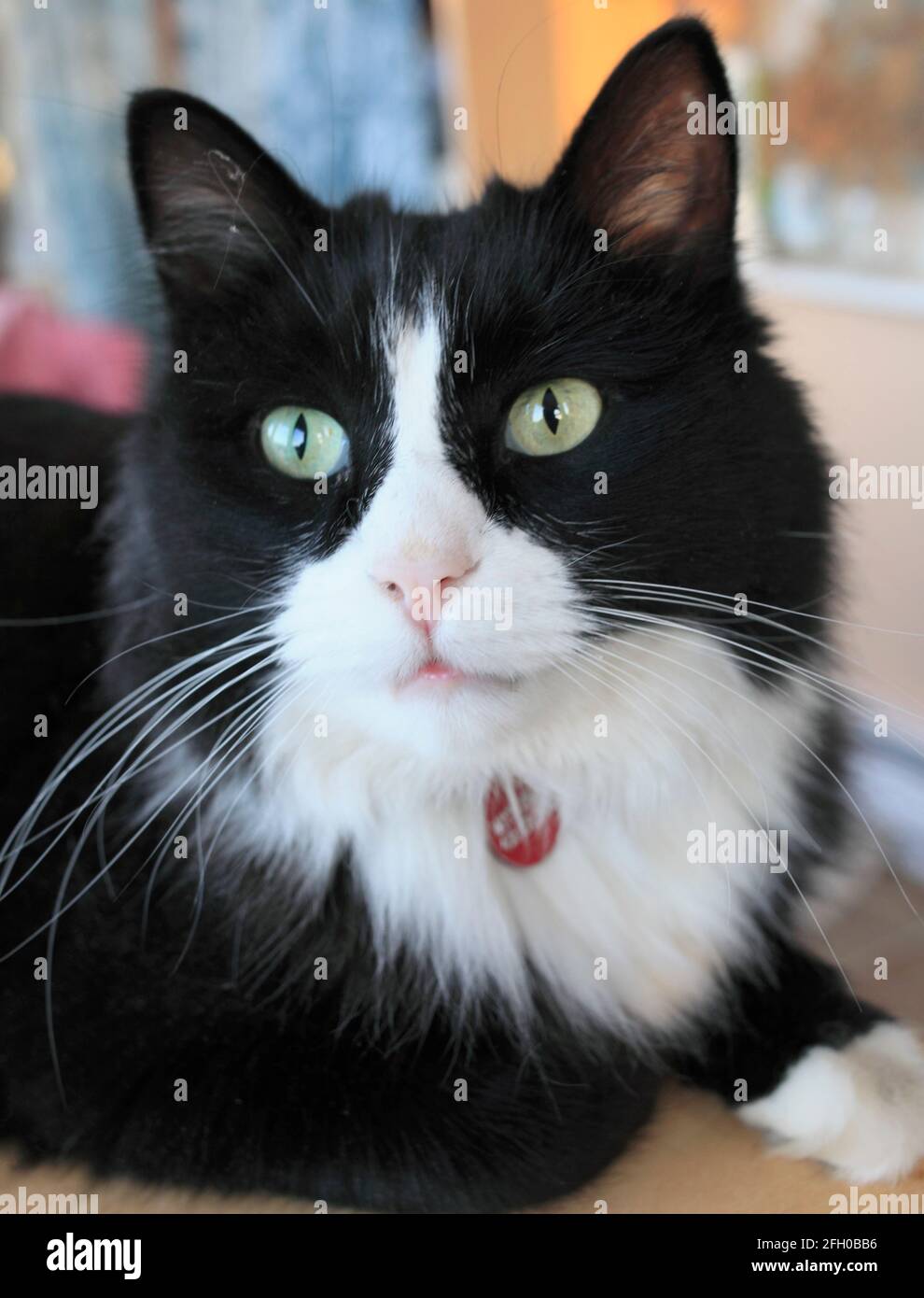 Black And White Cat Portrait Stock Photo Alamy black-and-white-cat-portrait-stock-photo-alamy