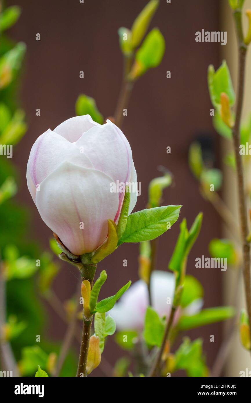 Blooming magnolia tree in spring Stock Photo - Alamy