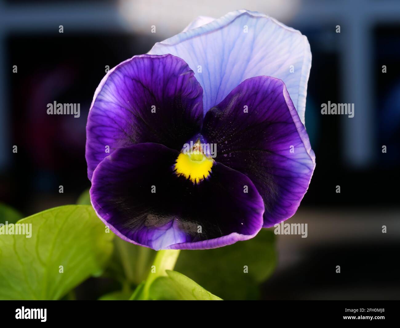 The garden pansy is a type of large flowered hybrid plant. Summer flowers Stock Photo