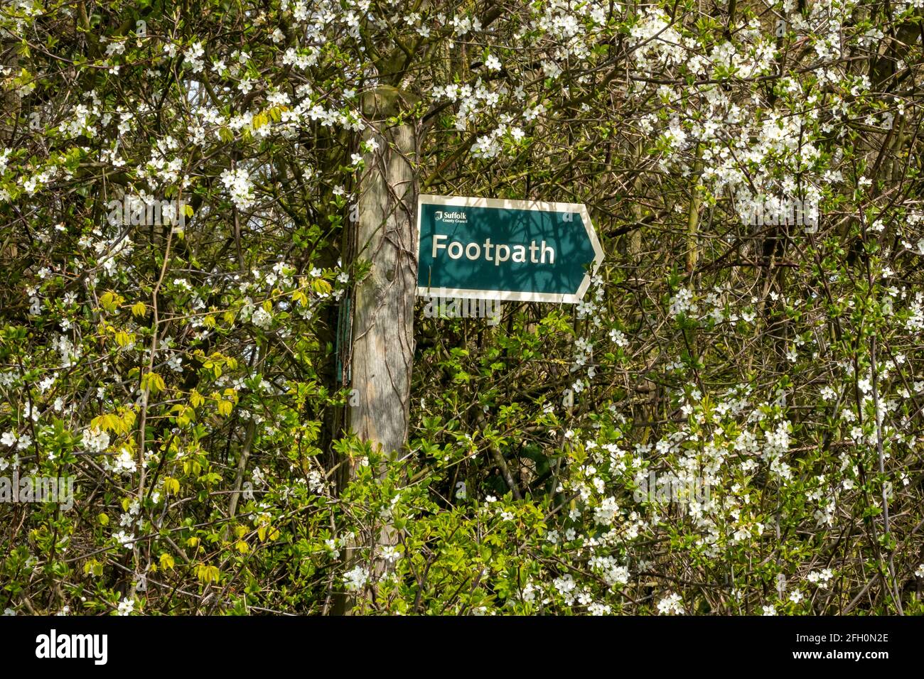 Footpath sign with directional pointer partly obscured by undergrowth in a rural location Stock Photo