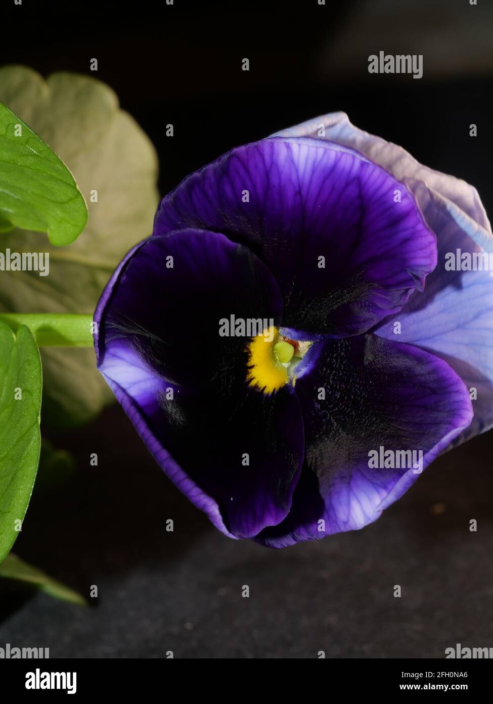 The garden pansy is a type of large flowered hybrid plant. Summer flowers Stock Photo