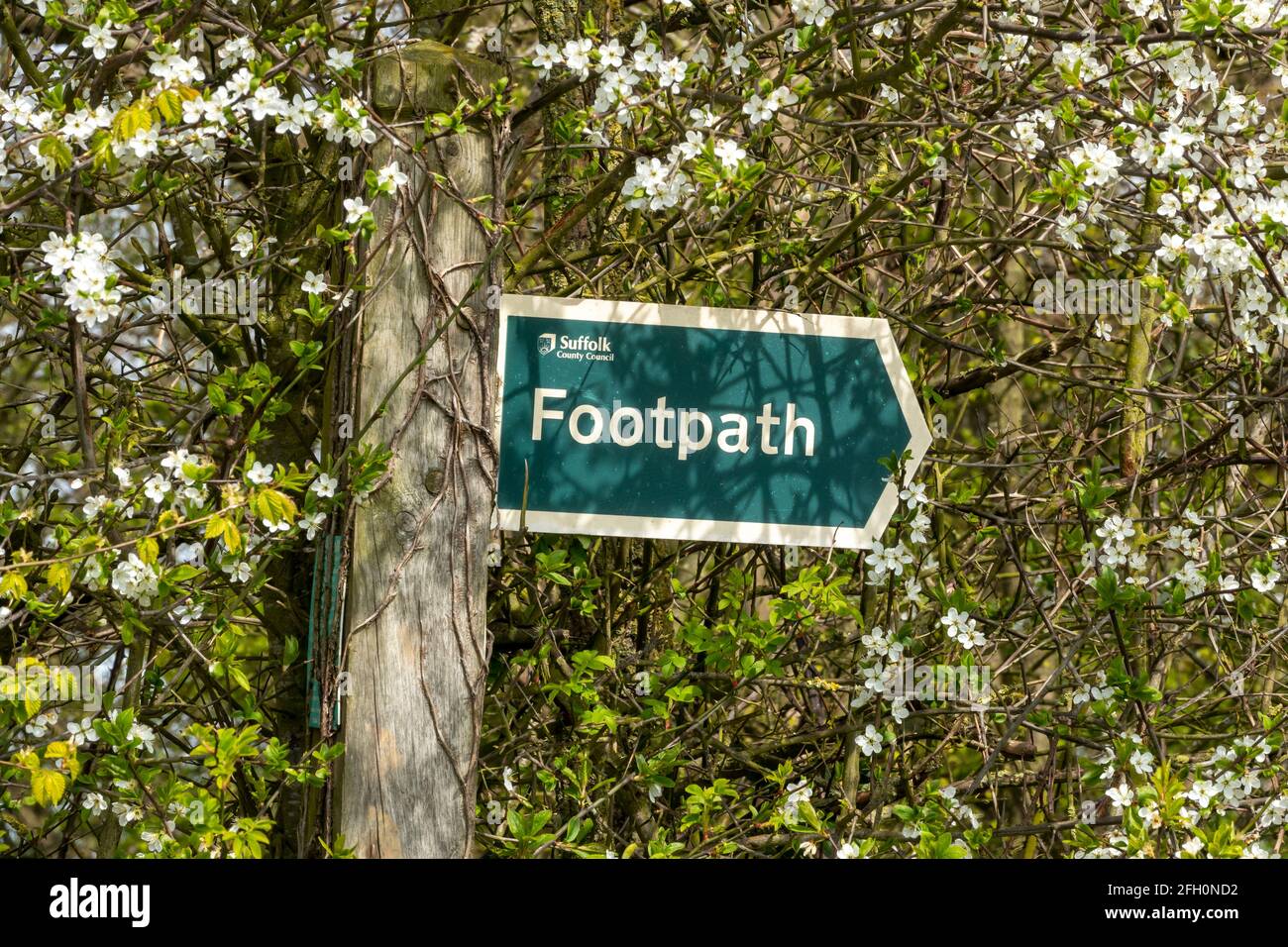 Footpath sign with directional pointer partly obscured by undergrowth in a rural location Stock Photo
