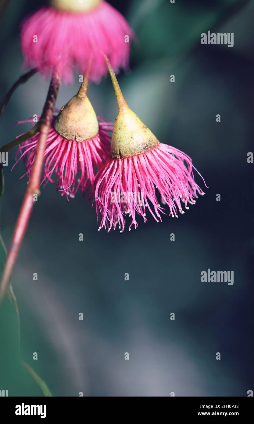 Pink blossoms of the Australian native Blue Gum, Eucalyptus leucoxylon Euky Dwarf, family Myrtaceae. All year flowering drought tolerant ornamental Stock Photo