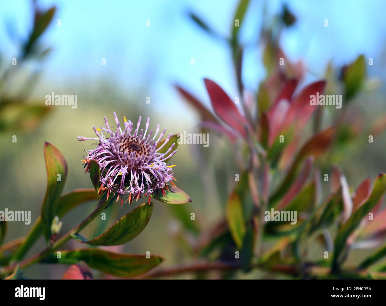 Australian native purple coneflower, Isopogon cuneatus, family