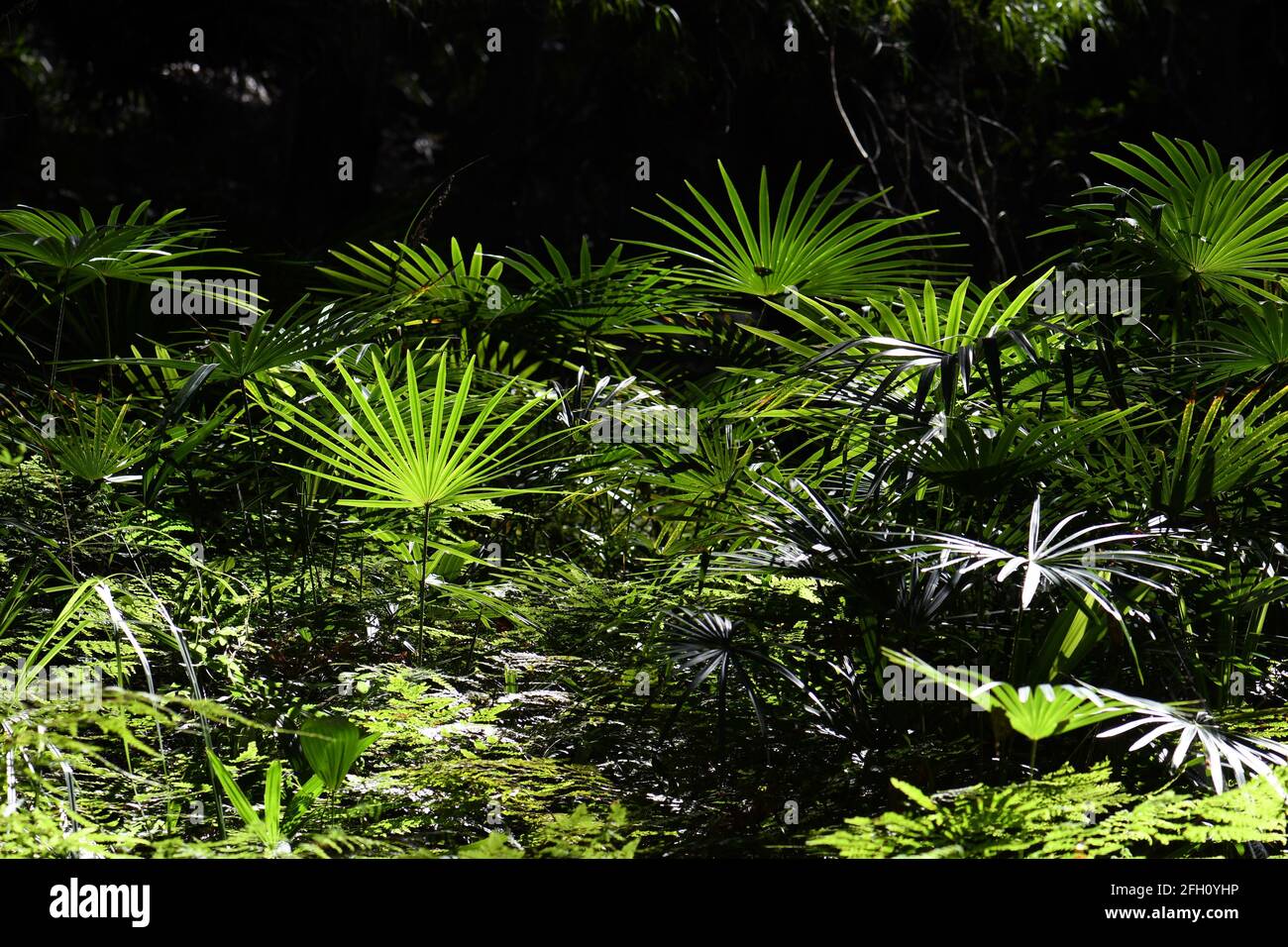 Nature background of sunlight on a temperate rainforest understory of ferns and Cabbage Tree Palms, Livistona australis, Sydney, NSW, Australia Stock Photo