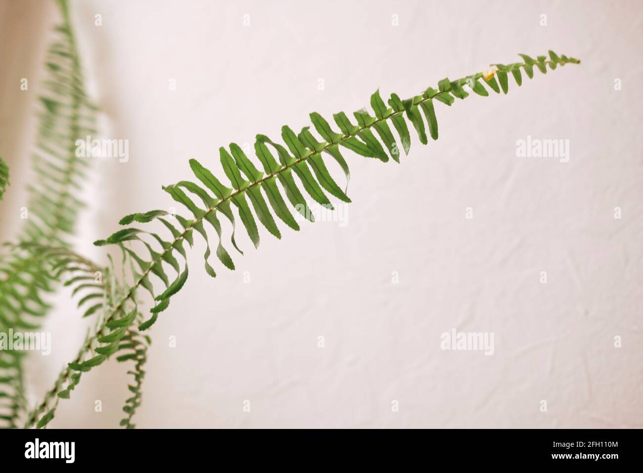 fern branch isolated on white. Fern leaf. Ornamental foliage, Stock Photo