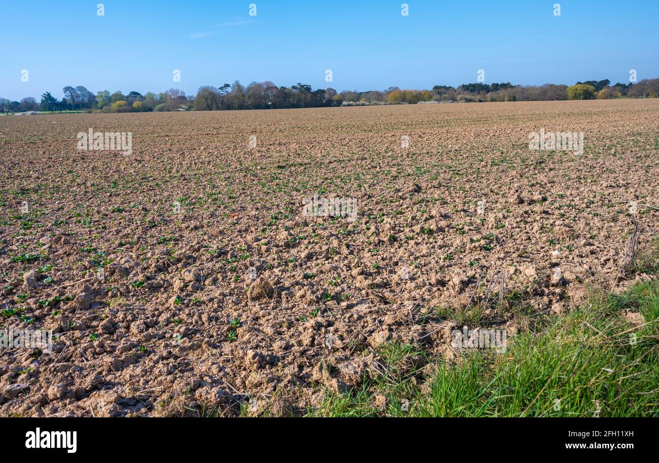 Arable field with nothing planted in Spring in West Sussex, England, UK. Stock Photo