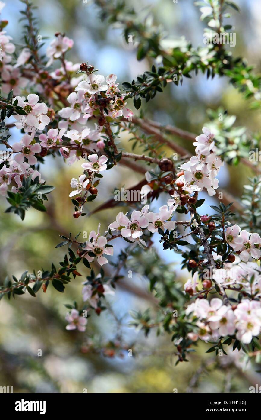 Pink and white flowers and buds of the Peach blossom Tea Tree Leptospermum squarrosum, family Myrtaceae, growing in Sydney woodland, New South Wales Stock Photo