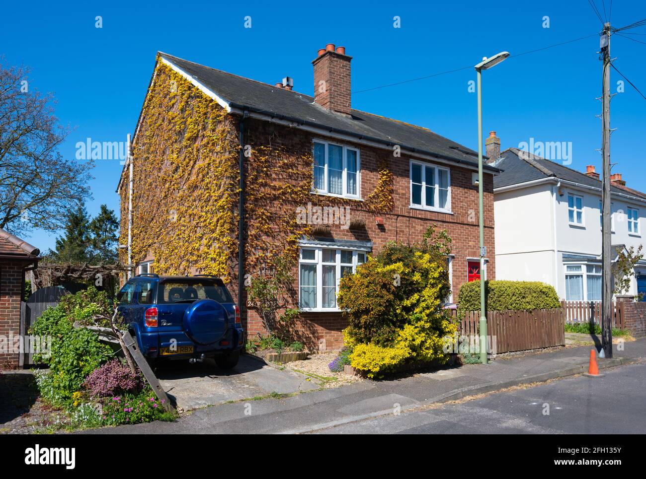 Climbing plants or creepers growing on the wall of a house in the UK. Stock Photo