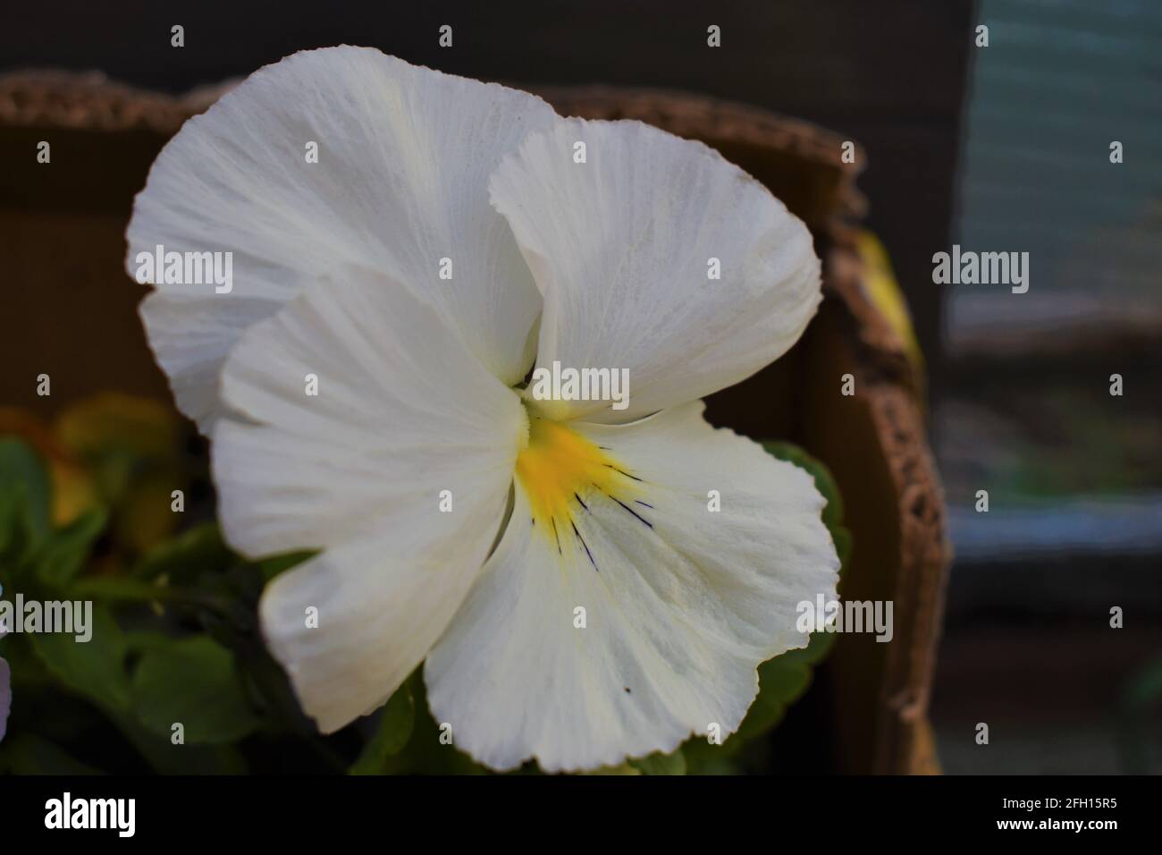 Natural white pansy in the garden Stock Photo