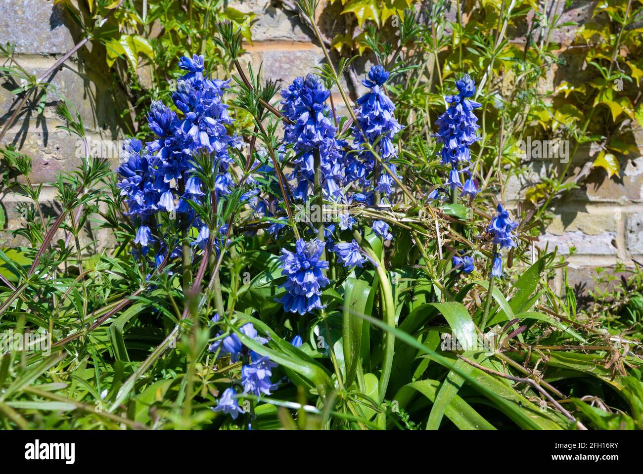 A small clump of Spanish Bluebells (Hyacinthoides hispanica) growing in a park in Spring (mid April) in West Sussex, England, UK. Stock Photo