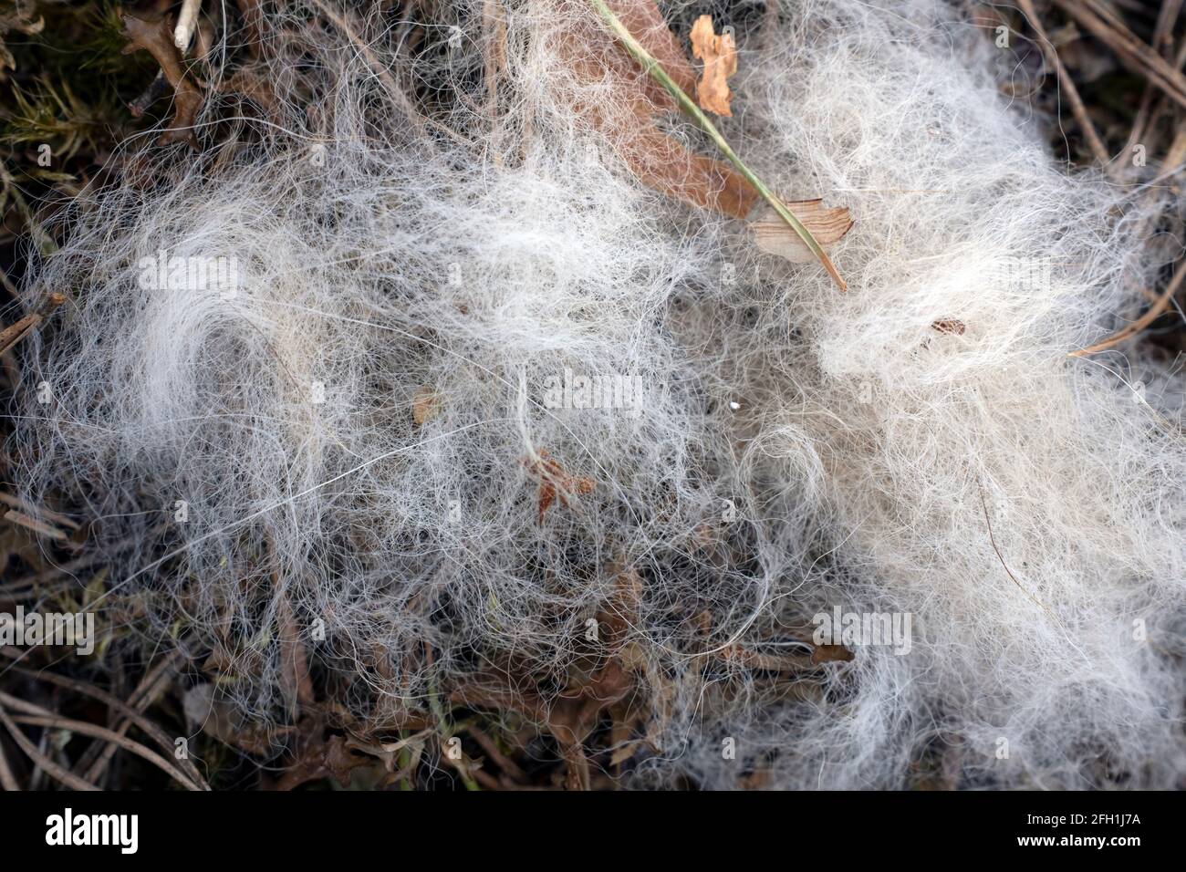 Animal hair on forest floor in closeup Stock Photo