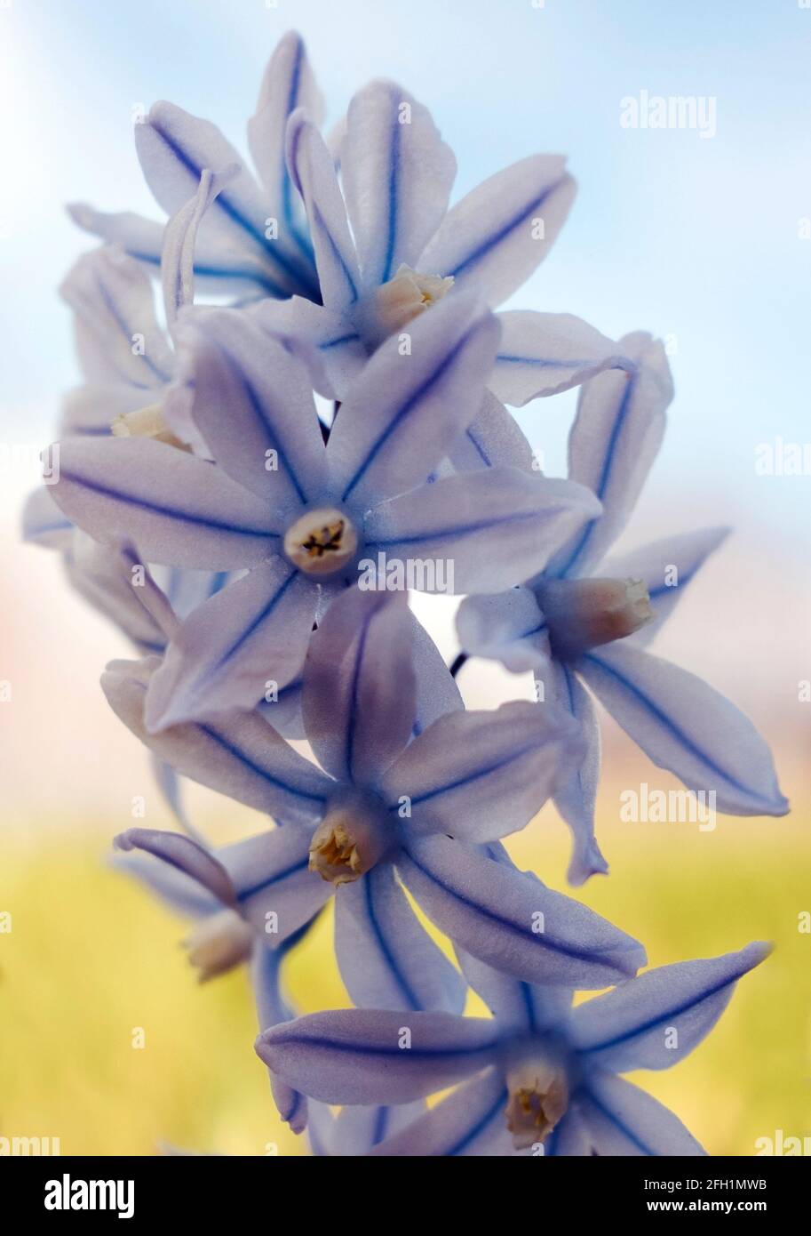 Puschkinia scilloides, commonly known as striped squill or Lebanon squill flowers in closeup Stock Photo