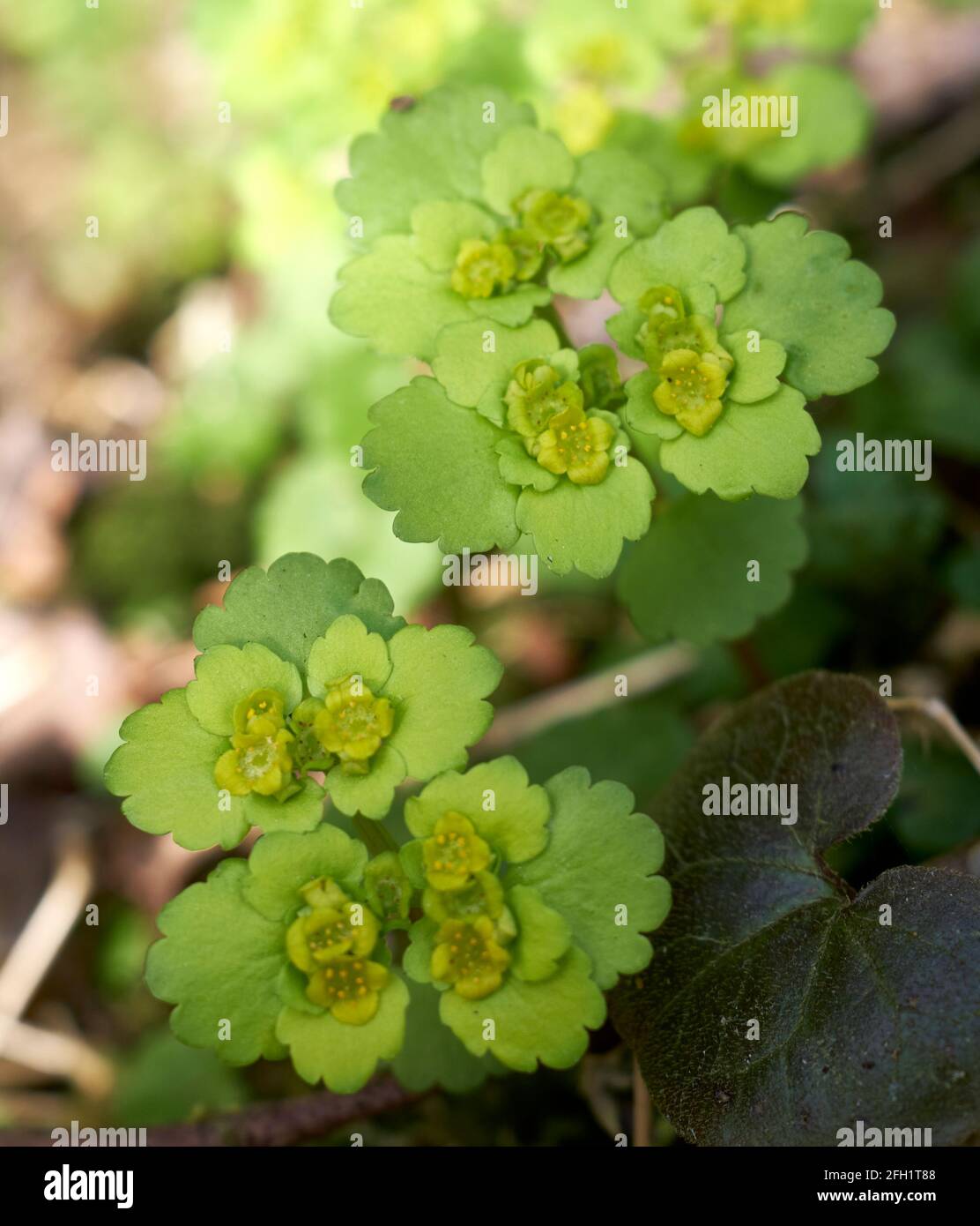 Chrysosplenium alternifolium, the alternate-leaved golden-saxifrage Stock Photo