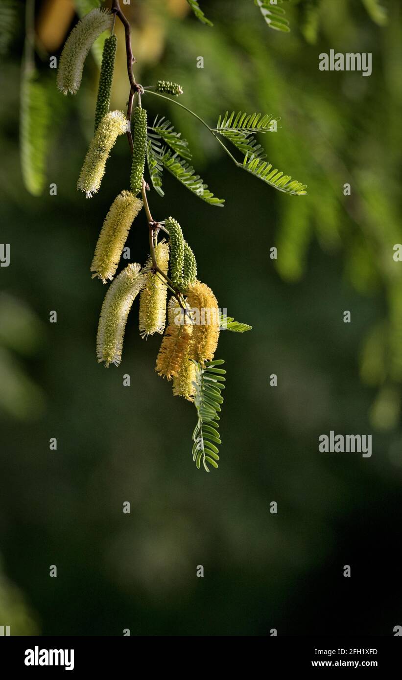 Beautiful sunlit flowering mesquite tree close up in spring at Gilbert Water Ranch in Arizona in vertical format with copy space below. Long beans fol Stock Photo