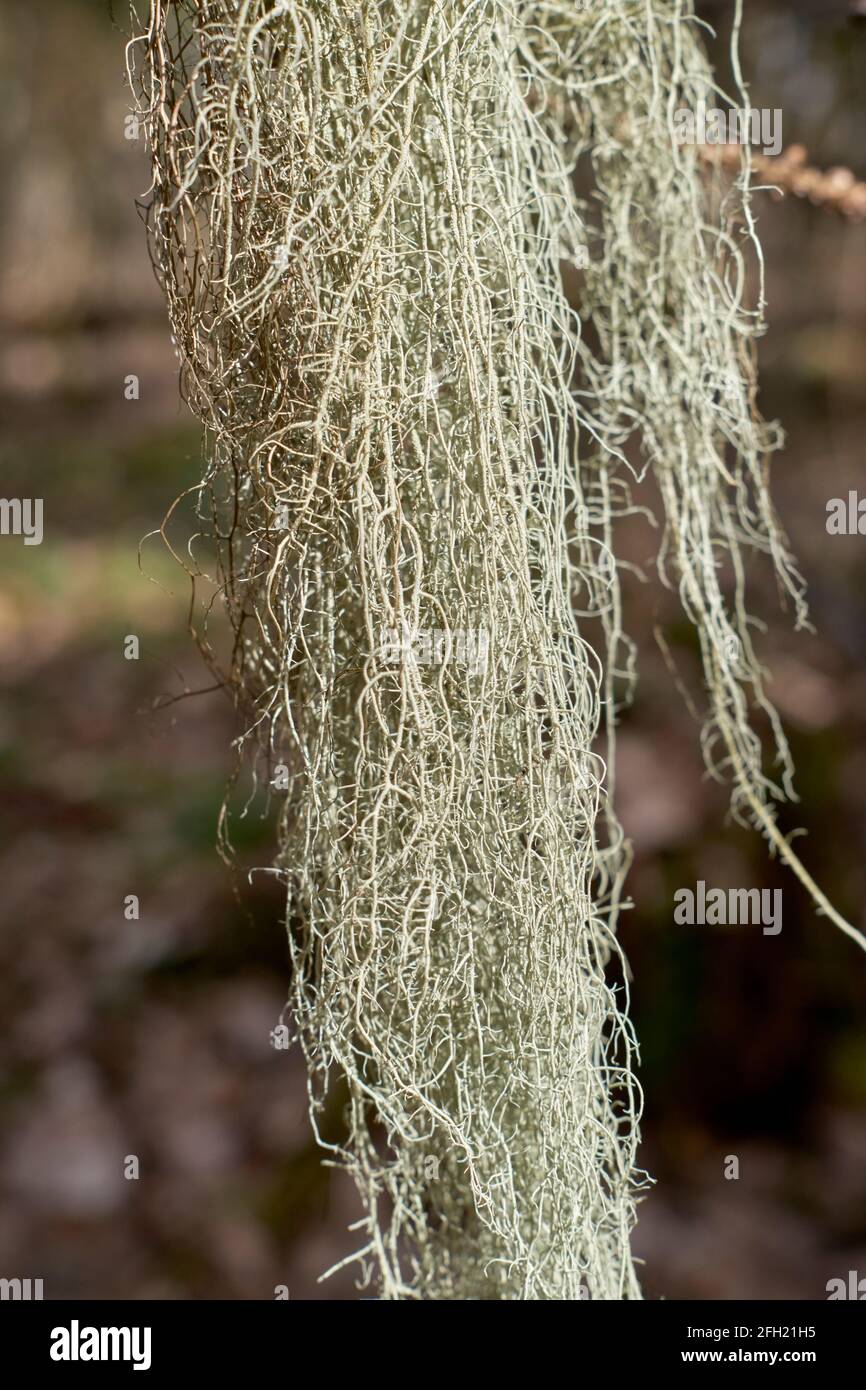 A filamentous lichen Alectoria sarmentosa in closeup Stock Photo