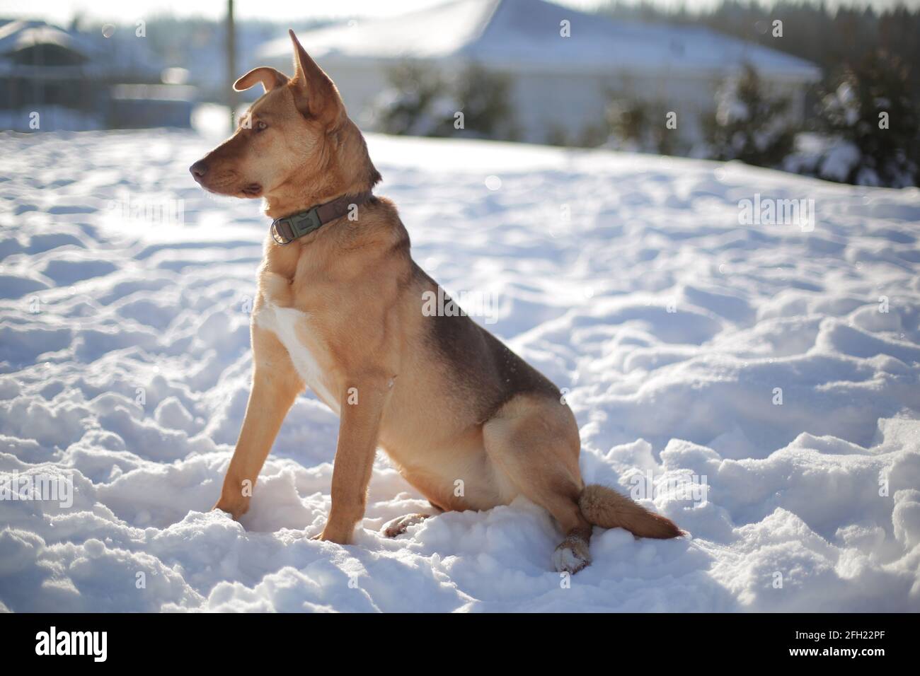 Ginger dog outdoors in winter sunny frosty morning in January Stock Photo