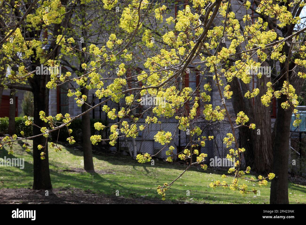 Spring, flowering tree, Montreal, Canada, Stock Photo
