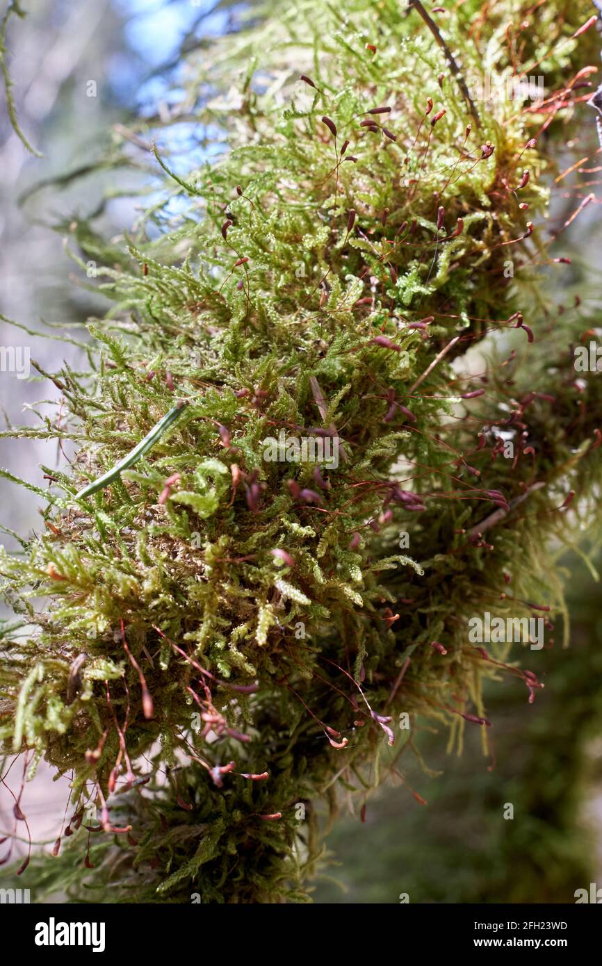 Polytrichaceae moss in closeup Stock Photo