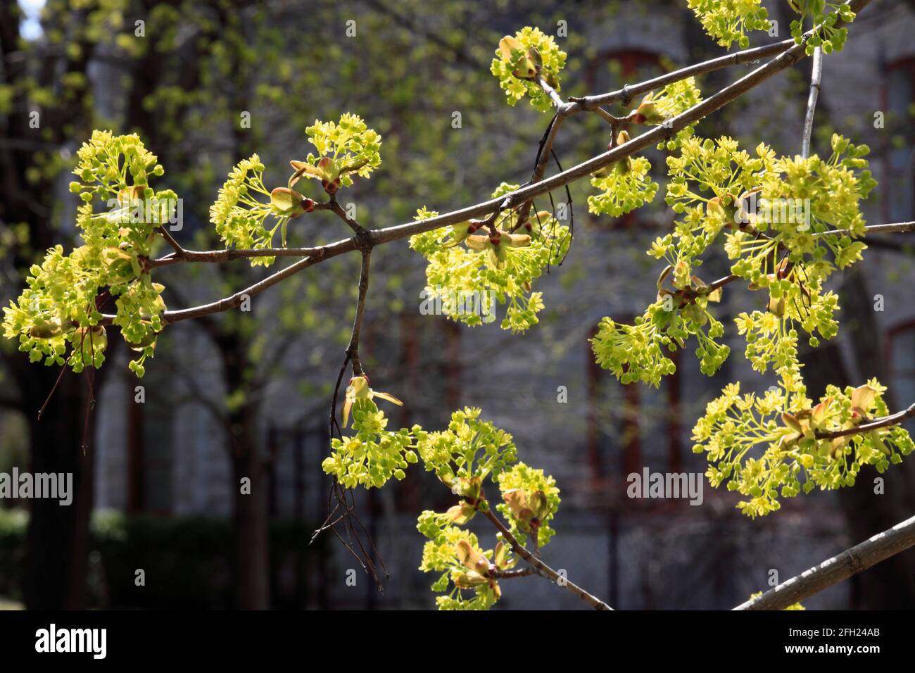 Spring, flowering tree, Montreal, Canada, Stock Photo