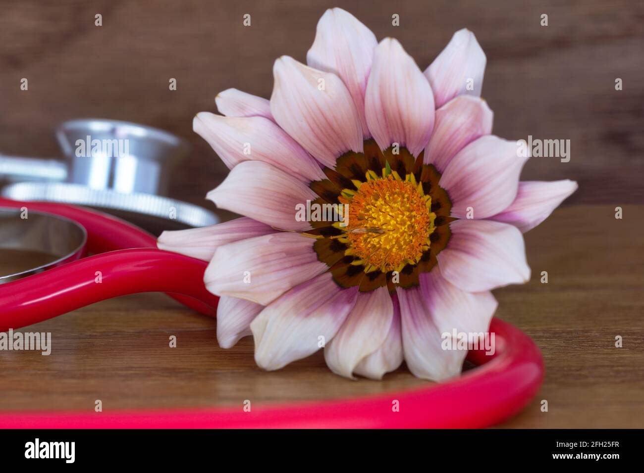 Close up healthcare conceptual image of natural, integrative medicine with fresh pink daisy placed with red stethoscope on wood grain background Stock Photo